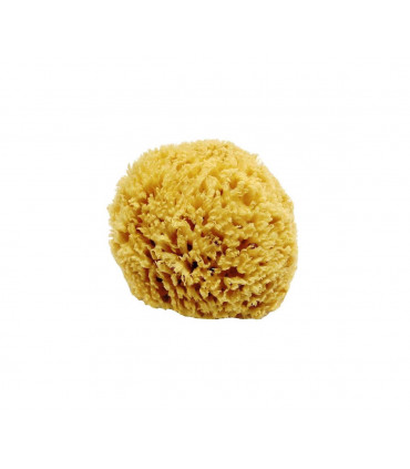 Natural Honeycomb Aegean Sponge small 10 - 12 cm