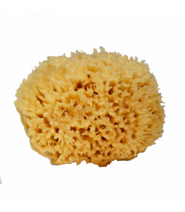 Big natural sponge