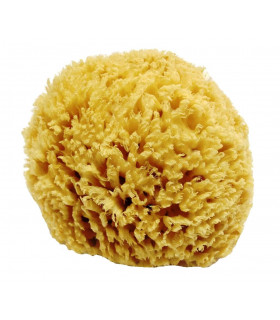 Large size natural sea sponge